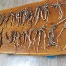 폐암치료사례 [비소세포폐암] 6개월 시한부 폐암 완치 장생 산도라지 복용 장생도라지ㅡ 말기암완차사례 자료 이미지