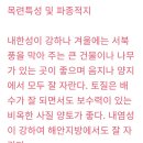 자주목련 백목련 믹스10립 이미지