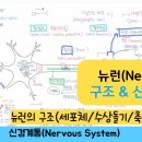 뉴런 활동전위 전달, 시냅스 유튜브... 이미지