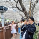 대천동 도순 마을회관 | 2024 진해 군항제 후기(3/31) 경화역 여좌천 로망스다리 벚꽃 개화