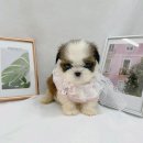 오독안심분양센터 강아지분양 고양이분양 광주점 이미지