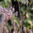 핑크강아지 이미지