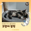 하남 미사역 24시 다나을동물병원에서 고양이 발작에 대해 알려드립니다.