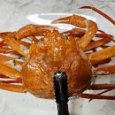 광성홍게장군 이미지