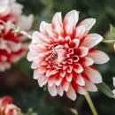 달달리아 이미지