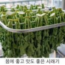 일곡신코다리