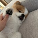 펫바스로 동탄 이미지