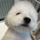 메종VIP203 이미지