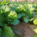 향남농장 이미지