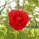 낙성대 공원 이미지