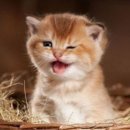 고기백화점 식육식당 | <부산/일광> 일광 정육점식당 가성비 소고기 맛집 일광정육백화점,일광식육식당 내돈내산 후기