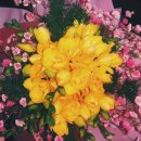 후리지아 이미지