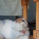 드럼통고양이 이미지