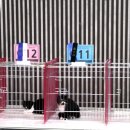 나린그루밍 | 코리아 캣클럽 챔피언쉽 팡팡이 후기