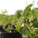 경천 농장 이미지