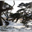 소나무풍경 이미지