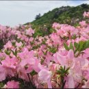 제194회 정선 두위봉(철쭉) 산행 안내 이미지