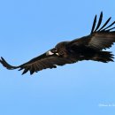 독수리 이미지