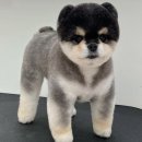 올펫살롱 이미지