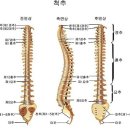 요추분쇄골절보상, 요추골절후유장해진단서 이미지