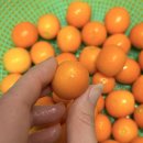 쉽고 맛있는 홈 베이킹 (야간) | <홈베이킹> 금귤정과 만드는 법 ㅣ 집에서 만드는 봄 제철 한식 디저트