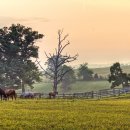 청춘목장 이미지