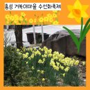 숲안 다목적회관 | 홍성 거북이마을 수선화축제 다녀온 후기