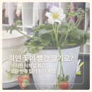 보들보들 유치원 | 유치원 원예수업으로 진행한 딸기 모종 심기 체험 🍓