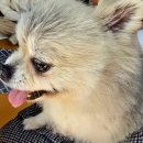 해피몽 | 광주 충장로 신상 애견카페 해피몽 후기