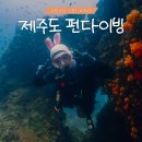 탐나는 보목 | 제주도 펀다이빙 수중정화 &amp; 마코다이브 확장 이전