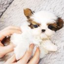 울산 제이앤독 애견샵 네이버블로그