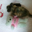 광장 카센타 이미지