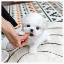 정왕중앙공원 | 정왕펫샵 추천! 유앤미펫과 함께한 강아지 입양 후기