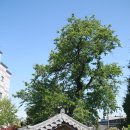 벌말 도당굿 및 도당 이미지