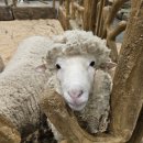 안성맞춤랜드혜움화장실 | [시흥 카페, 시흥 데이트코스, 시흥 이색카페] 시흥 아이랑 실내 쥬뗌므키즈랜드 방문기