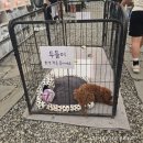 용문산관광지(주차장화장실) | 🐰 양평 아이랑 가볼만한곳 '토이앤버니팜' 후기 (토끼 먹이주기 체험, 솔직후기)