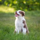 돼지개띠 이미지