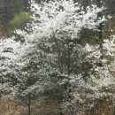 써클켄넬 이미지