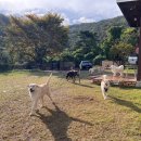 댄싱도그 이미지