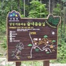 편백나무숲으로