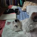 올바름 반려견 뷰티샵 이미지