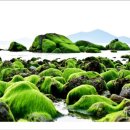 보성바다스토리리조트 이미지