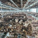 송화농장2 이미지