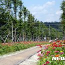 진교 메타세쿼이아길 이미지