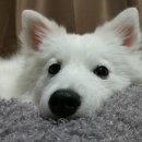 행복을찾는동물병원 이미지