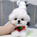 테디 켄넬 이미지