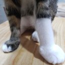 왕발고양이 이미지