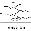 수박재배 방법 이미지