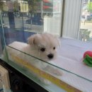 엔젤인독스 이미지