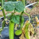 광명농장 이미지